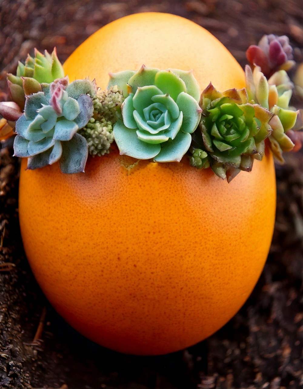 Succulent Crowned Easter Egg Delight